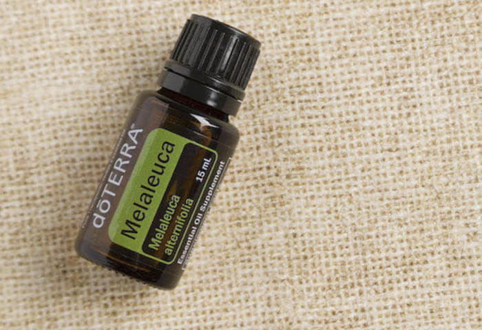 La Melaleuca o Tea Tree de doTERRA, tiene innumerables usos para el cuidado de la piel y para apoyar varios sistemas del cuerpo.